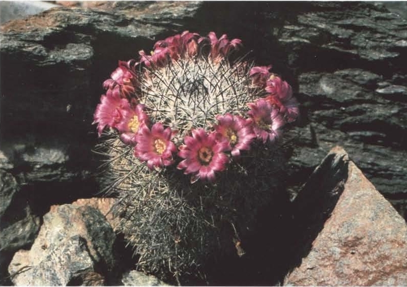 Нажмите на изображение для увеличения.

Название:	Mammillaria_hubertmulleri.jpg
Просмотров:	1104
Размер:	307.9 Кб
ID:	468512