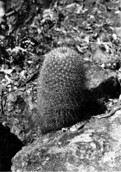 Нажмите на изображение для увеличения.

Название:	Mammillaria_hubertmulleri_1.jpg
Просмотров:	90
Размер:	131.1 Кб
ID:	468513