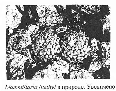 Нажмите на изображение для увеличения.

Название:	luethu001.jpg
Просмотров:	1407
Размер:	53.8 Кб
ID:	468522