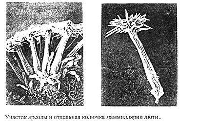 Нажмите на изображение для увеличения.

Название:	luethu005.jpg
Просмотров:	288
Размер:	33.1 Кб
ID:	468526