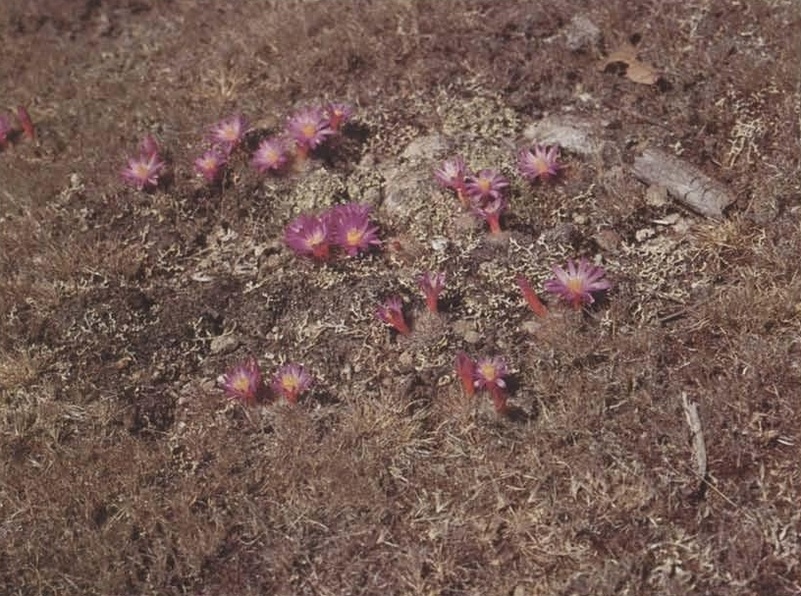 Нажмите на изображение для увеличения.

Название:	Mammillaria_dodsonii.jpg
Просмотров:	1815
Размер:	229.3 Кб
ID:	468538