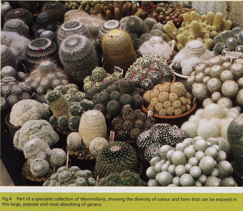 Нажмите на изображение для увеличения.

Название:	Mammillaria_4.jpg
Просмотров:	1942
Размер:	367.3 Кб
ID:	468838