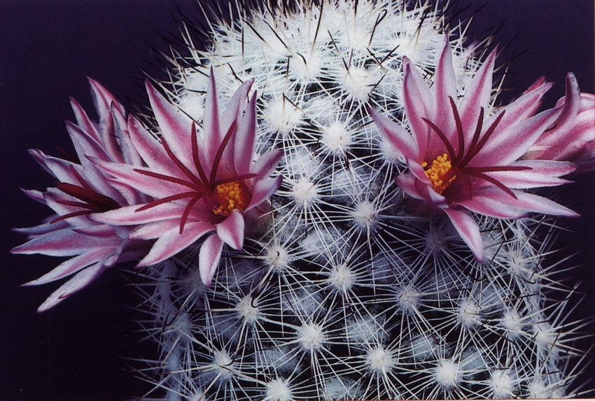 Нажмите на изображение для увеличения.   Название:	Mammillaria_albicans_3.jpg  Просмотров:	4  Размер:	253.4 Кб  ID:	468843