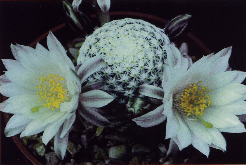 Нажмите на изображение для увеличения.   Название:	Mammillaria_albiflora_1.jpg  Просмотров:	4  Размер:	181.5 Кб  ID:	468848