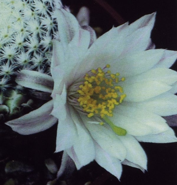Нажмите на изображение для увеличения.   Название:	Mammillaria_albiflora_2.jpg  Просмотров:	4  Размер:	295.0 Кб  ID:	468849