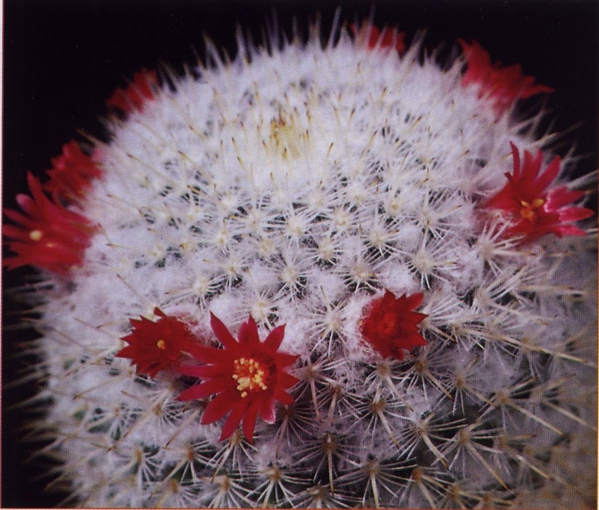 Нажмите на изображение для увеличения.

Название:	Mammillaria_albilanata_albilanata.jpg
Просмотров:	1873
Размер:	271.4 Кб
ID:	468853