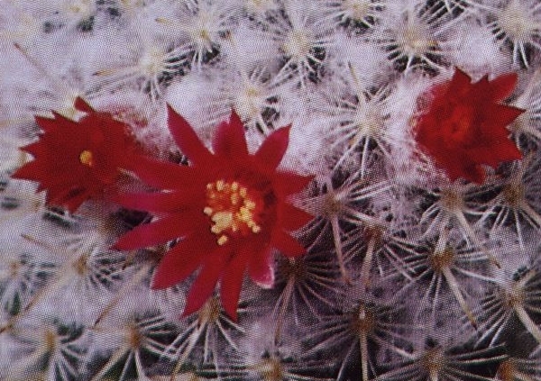 Нажмите на изображение для увеличения.

Название:	Mammillaria_albilanata_albilanata_1.jpg
Просмотров:	269
Размер:	234.2 Кб
ID:	468855
