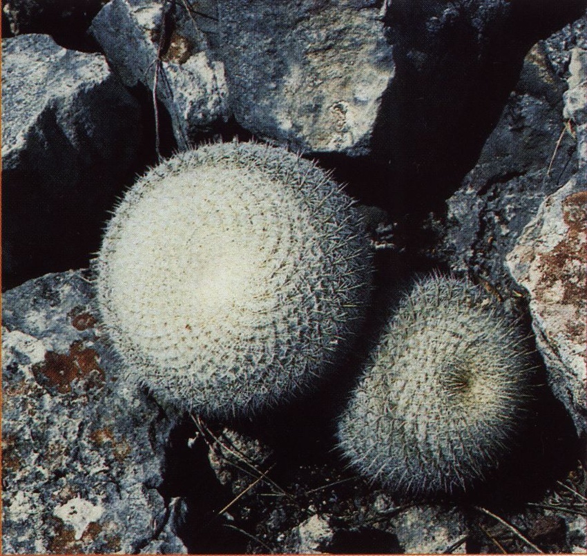 Нажмите на изображение для увеличения.

Название:	Mammillaria_albilanata_oaxacana_1.jpg
Просмотров:	285
Размер:	378.9 Кб
ID:	468859