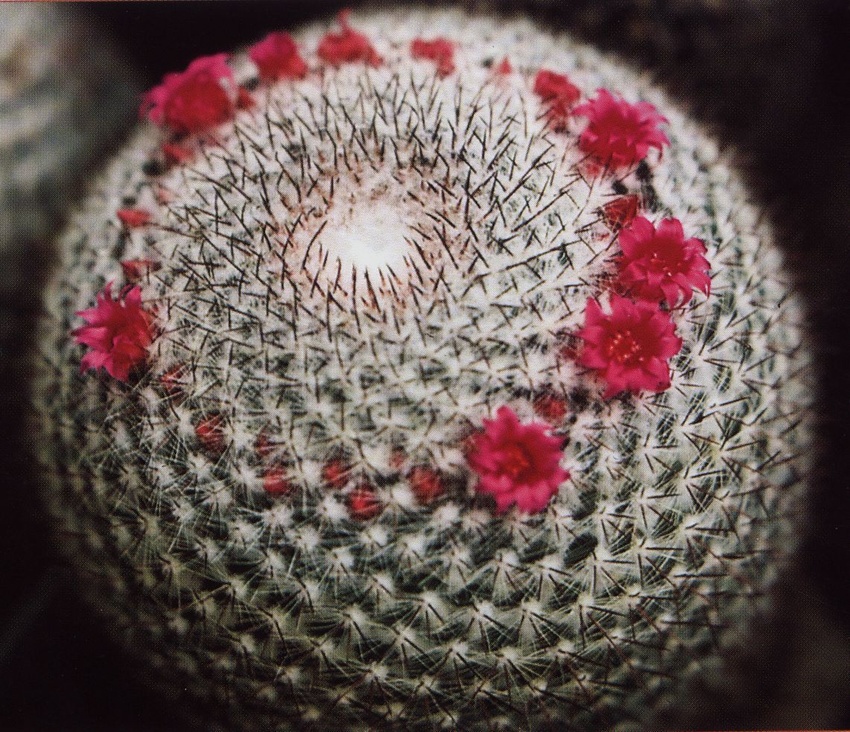 Нажмите на изображение для увеличения.

Название:	Mammillaria_albilanata_reppenhagenii.jpg
Просмотров:	275
Размер:	307.0 Кб
ID:	468861
