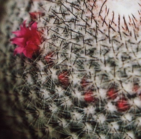 Нажмите на изображение для увеличения.

Название:	Mammillaria_albilanata_reppenhagenii_01.jpg
Просмотров:	245
Размер:	235.3 Кб
ID:	468862