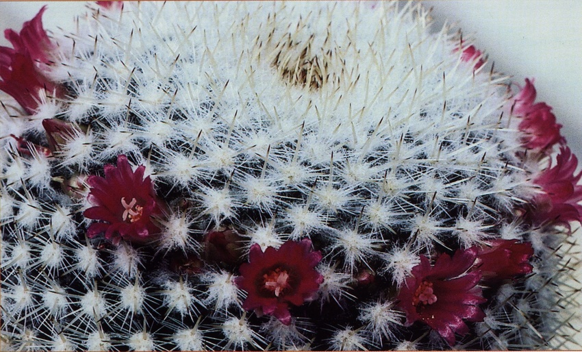 Нажмите на изображение для увеличения.

Название:	Mammillaria_albilanata_tegelbergiana.jpg
Просмотров:	272
Размер:	245.8 Кб
ID:	468864