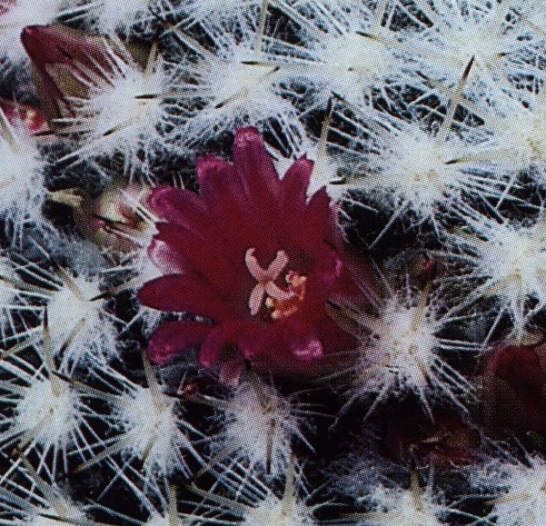 Нажмите на изображение для увеличения.

Название:	Mammillaria_albilanata_tegelbergiana_1.jpg
Просмотров:	260
Размер:	336.1 Кб
ID:	468865
