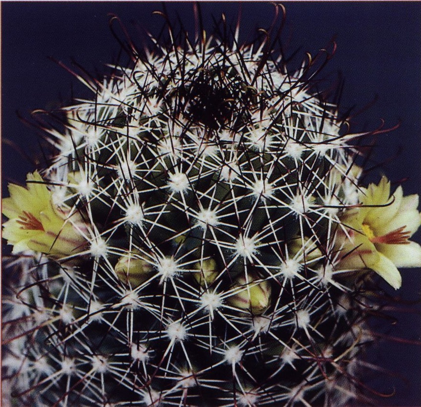 Нажмите на изображение для увеличения.   Название:	Mammillaria_armillata_1.jpg  Просмотров:	0  Размер:	378.5 Кб  ID:	468885