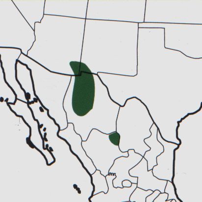 Нажмите на изображение для увеличения.  Название:	Mammillaria_barbata_map.jpg Просмотров:	47 Размер:	22.3 Кб ID:	468901