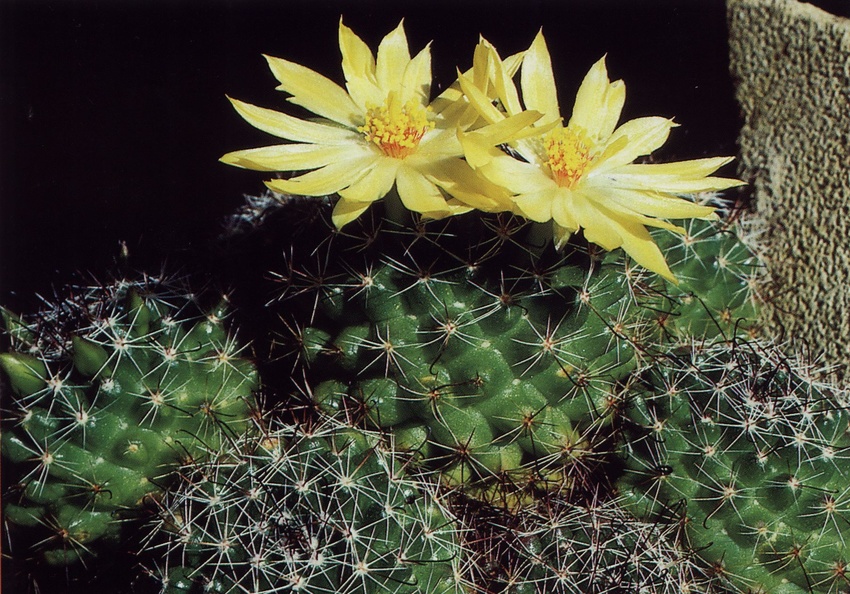 Нажмите на изображение для увеличения.  Название:	Mammillaria_beneckei.jpg Просмотров:	37 Размер:	270.1 Кб ID:	468905