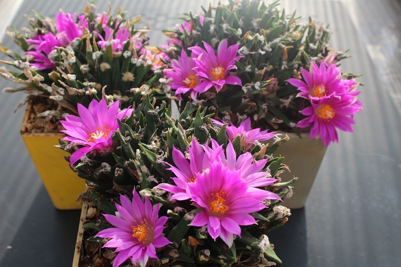 Нажмите на изображение для увеличения.

Название:	agavoides.Tula.JPG
Просмотров:	452
Размер:	167.6 Кб
ID:	469240