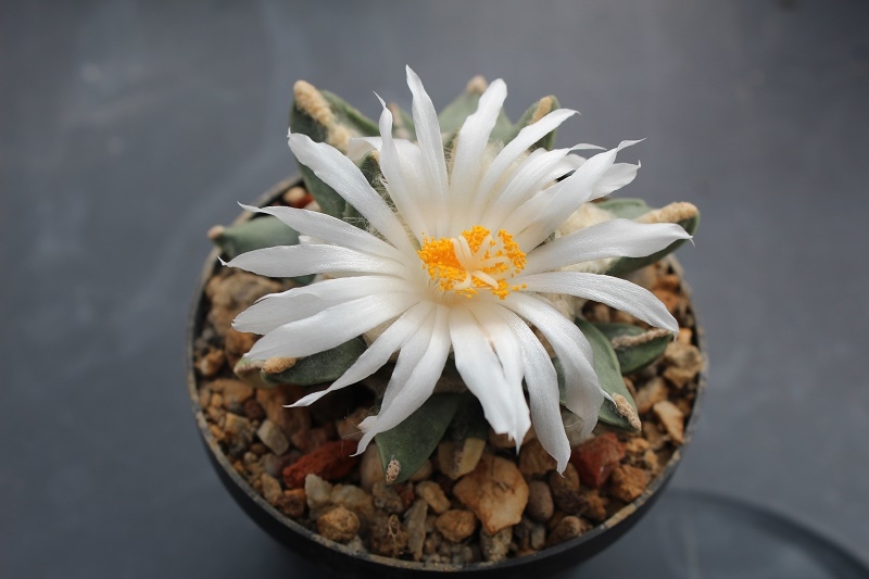 Нажмите на изображение для увеличения.

Название:	ario.retusus f.pectinatus.JPG
Просмотров:	196
Размер:	143.0 Кб
ID:	469488
