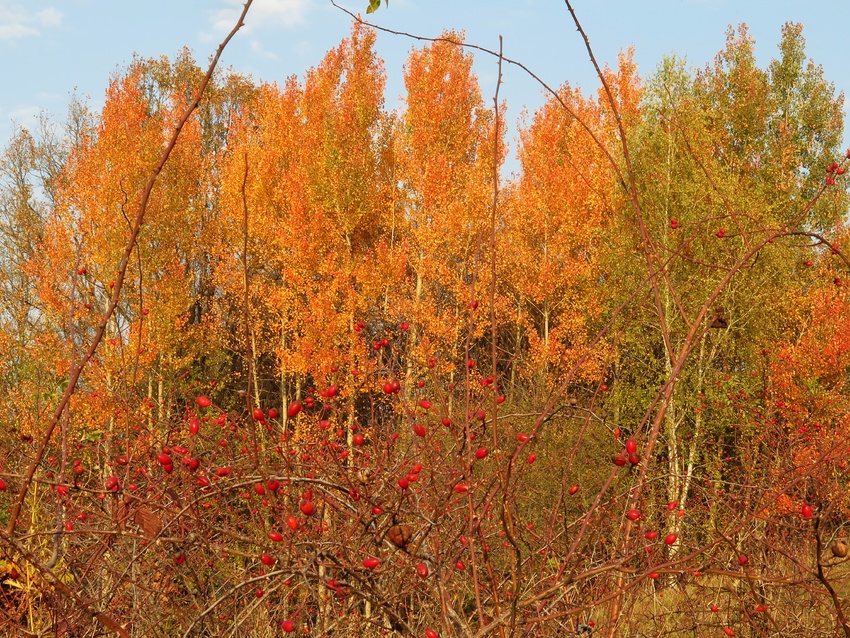 Нажмите на изображение для увеличения.

Название:	IMG_2749.JPG
Просмотров:	280
Размер:	391.0 Кб
ID:	469534