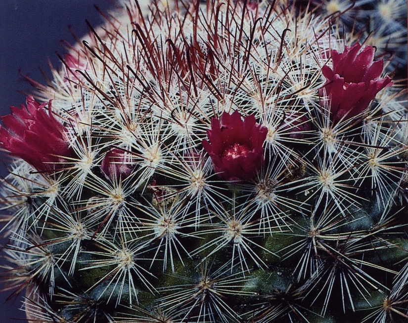 Нажмите на изображение для увеличения.

Название:	Mammillaria_berkiana.jpg
Просмотров:	1503
Размер:	344.8 Кб
ID:	469958