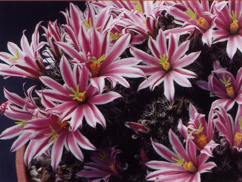 Нажмите на изображение для увеличения.

Название:	Mammillaria_blossfeldiana_1.jpg
Просмотров:	151
Размер:	295.5 Кб
ID:	469960