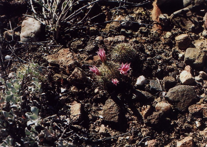 Нажмите на изображение для увеличения.

Название:	Mammillaria_blossfeldiana.jpg
Просмотров:	224
Размер:	305.1 Кб
ID:	469961