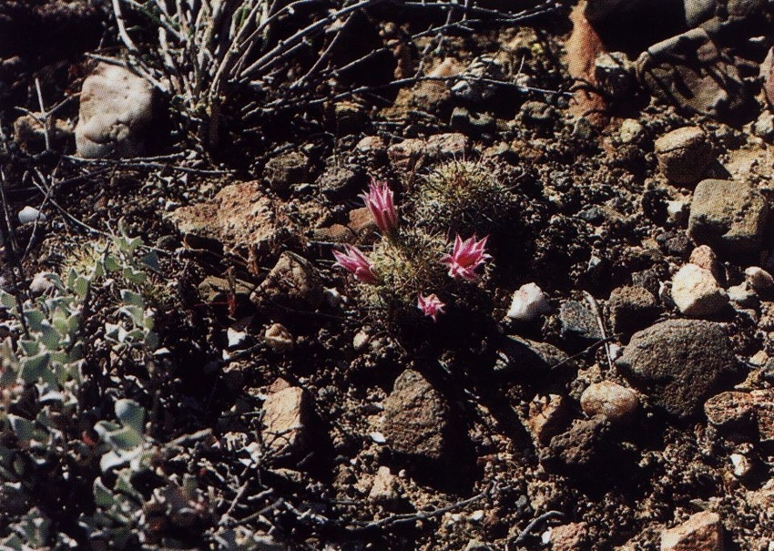 Нажмите на изображение для увеличения.

Название:	Mammillaria_blossfeldiana.jpg
Просмотров:	176
Размер:	305.1 Кб
ID:	469961