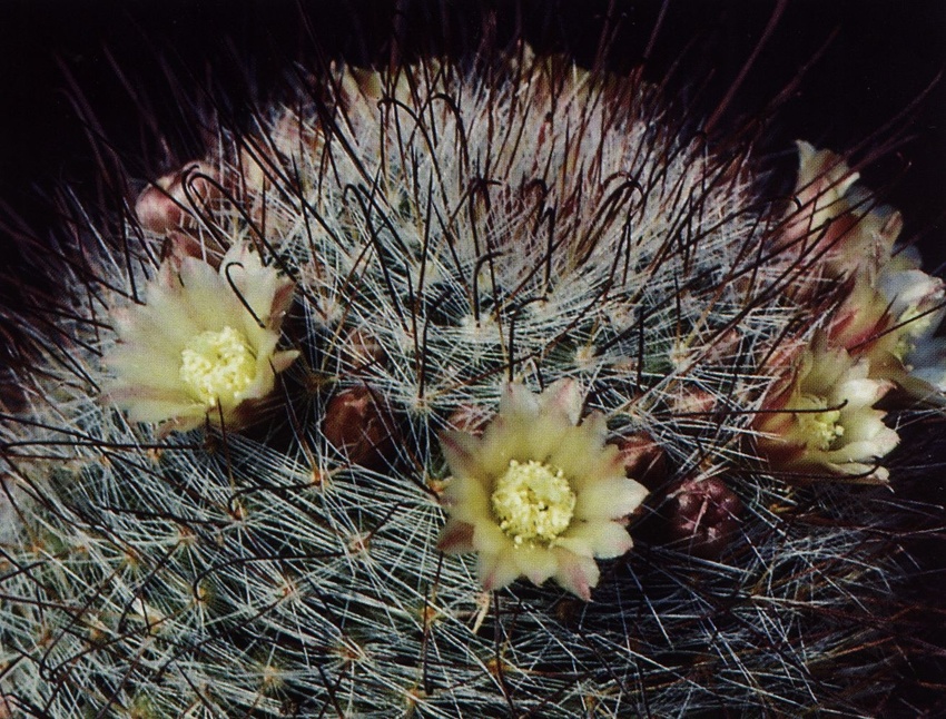 Нажмите на изображение для увеличения.

Название:	Mammillaria_bocasana_eschauzieri_1.jpg
Просмотров:	235
Размер:	296.1 Кб
ID:	469969