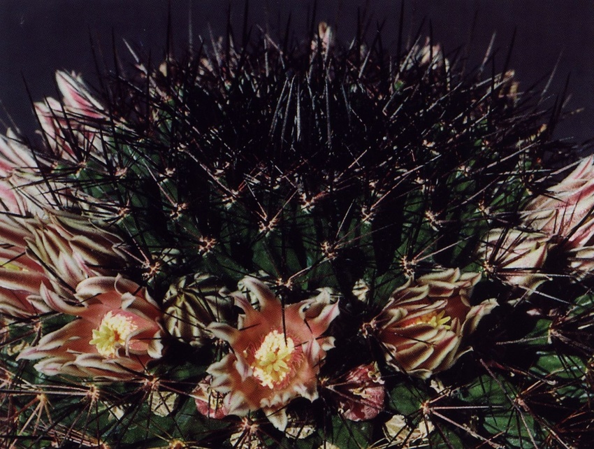 Нажмите на изображение для увеличения.

Название:	Mammillaria_bocensis.jpg
Просмотров:	226
Размер:	266.2 Кб
ID:	469970