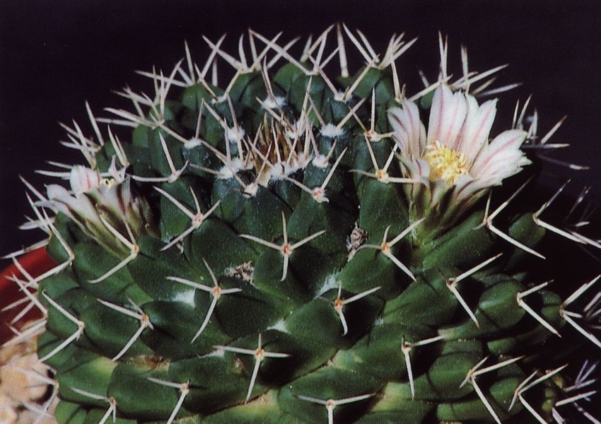 Нажмите на изображение для увеличения.

Название:	Mammillaria_boelderliana.jpg
Просмотров:	213
Размер:	231.1 Кб
ID:	469972