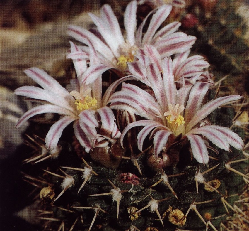 Нажмите на изображение для увеличения.

Название:	Mammillaria_boelderliana_1.jpg
Просмотров:	166
Размер:	302.9 Кб
ID:	469973