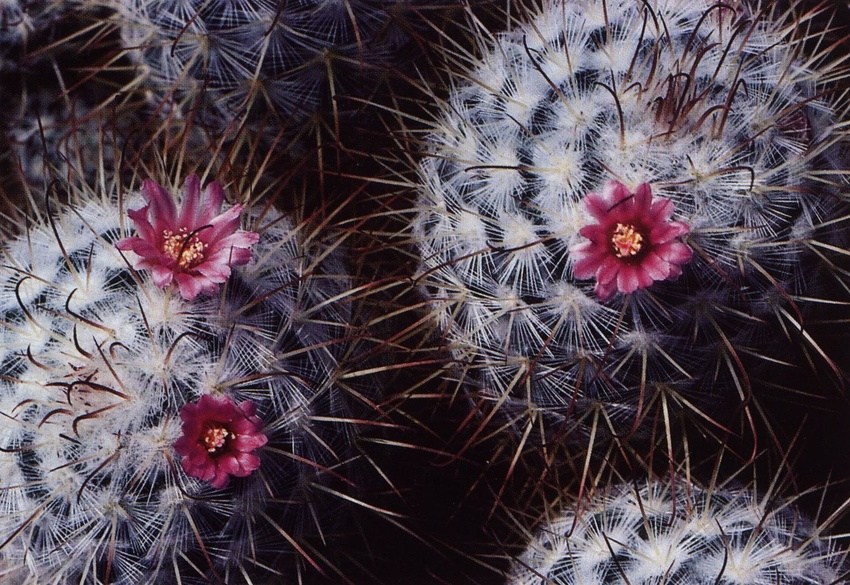 Нажмите на изображение для увеличения.

Название:	Mammillaria_bombycina_1.jpg
Просмотров:	310
Размер:	278.9 Кб
ID:	469978