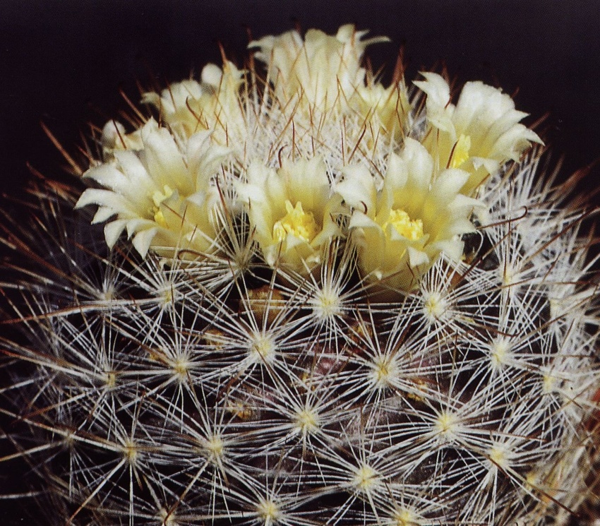 Нажмите на изображение для увеличения.

Название:	Mammillaria_brachytrichion.jpg
Просмотров:	284
Размер:	326.1 Кб
ID:	469983