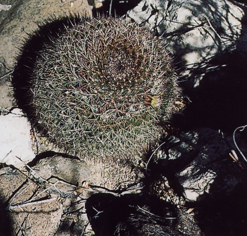 Нажмите на изображение для увеличения.

Название:	Mammillaria_brandegeei_s_brandegeei.jpg
Просмотров:	353
Размер:	353.5 Кб
ID:	469986
