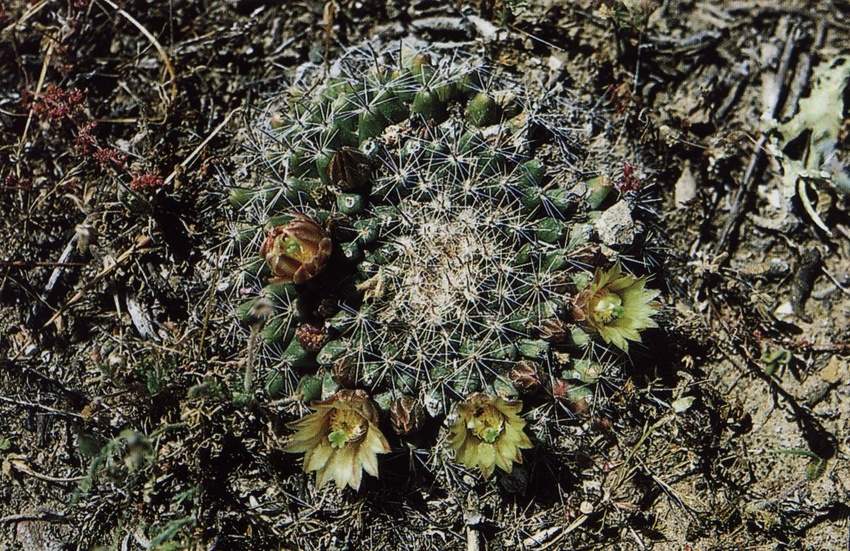 Нажмите на изображение для увеличения.

Название:	Mammillaria_brandegeei_s_gabbii.jpg
Просмотров:	354
Размер:	333.3 Кб
ID:	469988