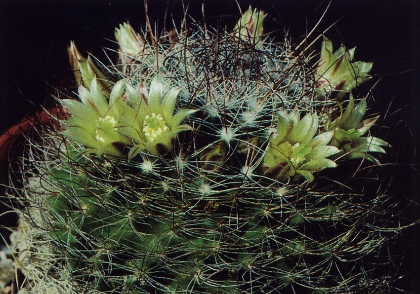 Нажмите на изображение для увеличения.

Название:	Mammillaria_brandegeei_s_lewisiana.jpg
Просмотров:	265
Размер:	270.6 Кб
ID:	469991