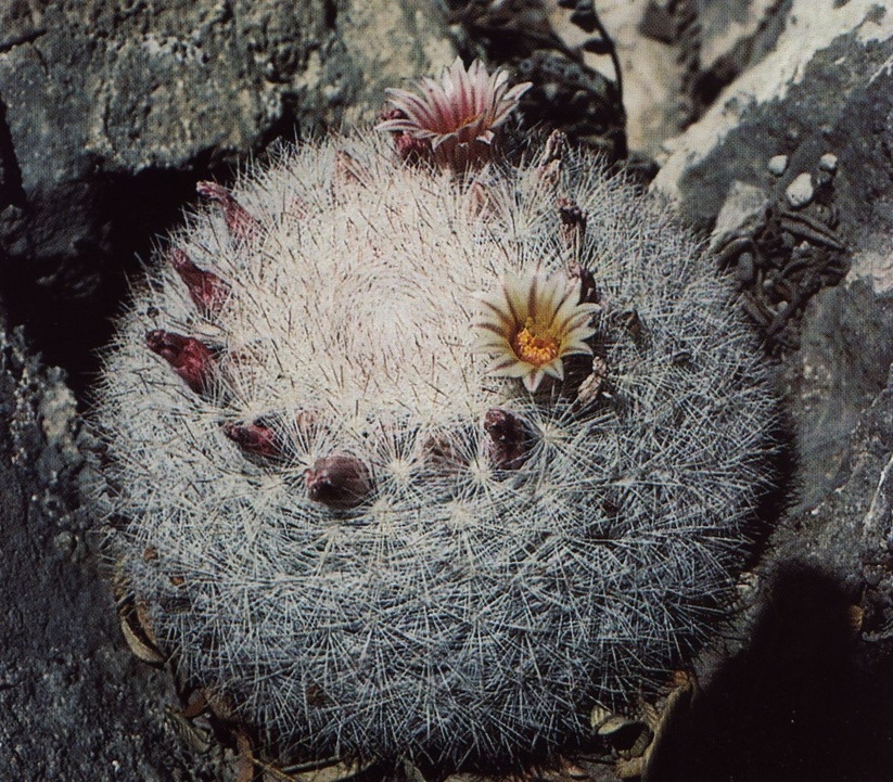 Нажмите на изображение для увеличения.

Название:	Mammillaria_candida.jpg
Просмотров:	3531
Размер:	336.7 Кб
ID:	470008