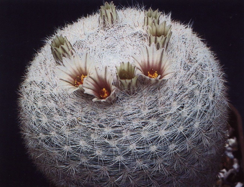 Нажмите на изображение для увеличения.

Название:	Mammillaria_candida_2.jpg
Просмотров:	205
Размер:	294.7 Кб
ID:	470010