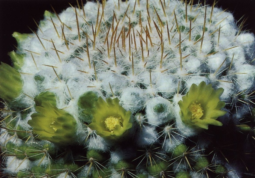 Нажмите на изображение для увеличения.

Название:	Mammillaria_canelensis.jpg
Просмотров:	258
Размер:	252.4 Кб
ID:	470012