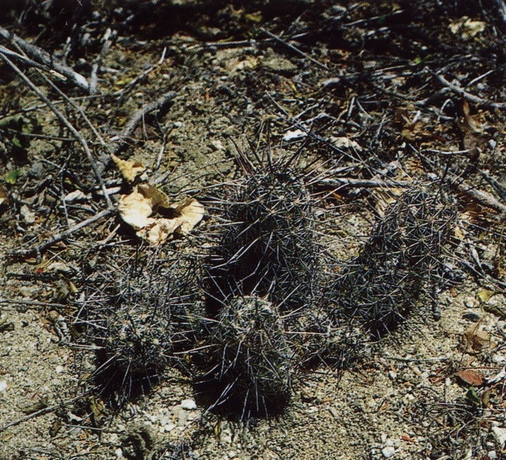 Нажмите на изображение для увеличения.

Название:	Mammillaria_capensis.jpg
Просмотров:	256
Размер:	332.3 Кб
ID:	470015