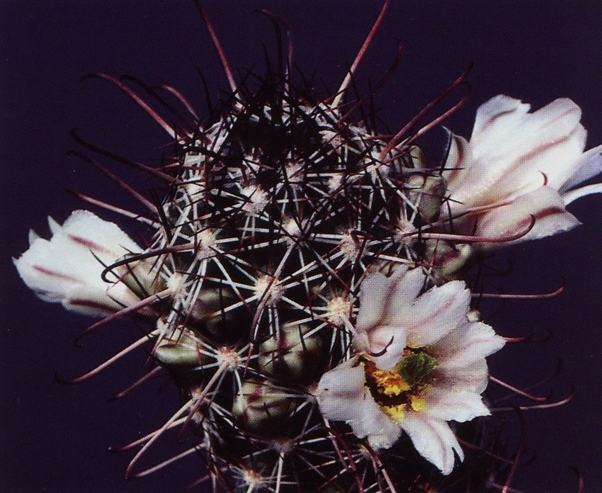 Нажмите на изображение для увеличения.

Название:	Mammillaria_capensis_1.jpg
Просмотров:	268
Размер:	259.7 Кб
ID:	470016