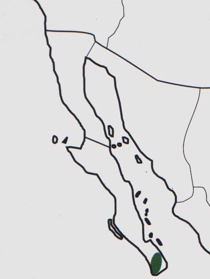 Нажмите на изображение для увеличения.

Название:	Mammillaria_capensis_map.jpg
Просмотров:	245
Размер:	33.2 Кб
ID:	470017