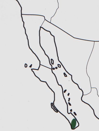 Нажмите на изображение для увеличения.

Название:	Mammillaria_capensis_map.jpg
Просмотров:	189
Размер:	33.2 Кб
ID:	470017