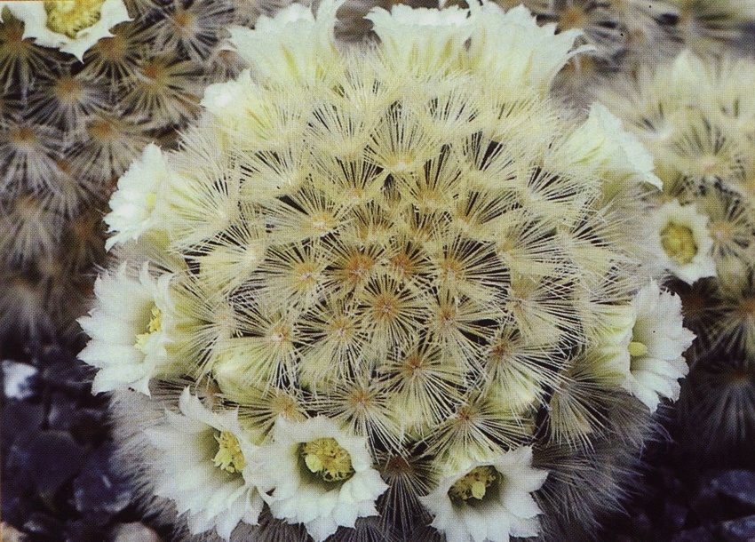 Нажмите на изображение для увеличения.

Название:	Mammillaria_carmenae_1.jpg
Просмотров:	261
Размер:	286.9 Кб
ID:	470019