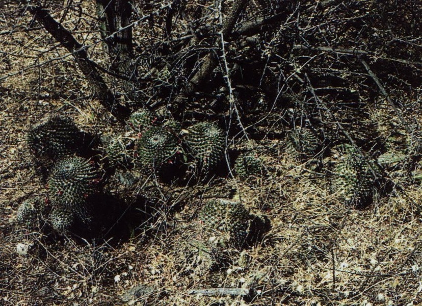Нажмите на изображение для увеличения.

Название:	Mammillaria_carnea.jpg
Просмотров:	237
Размер:	335.4 Кб
ID:	470024