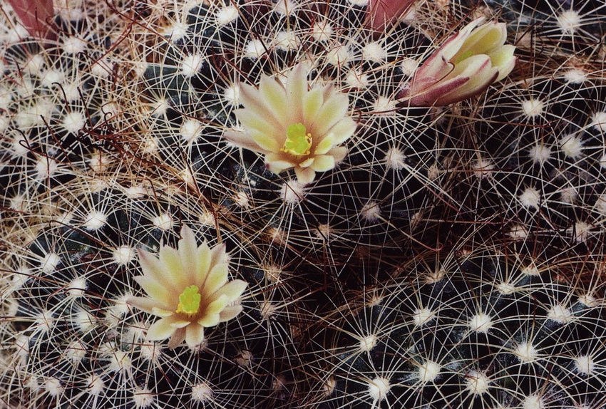 Нажмите на изображение для увеличения.

Название:	Mammillaria_carretii.jpg
Просмотров:	225
Размер:	338.7 Кб
ID:	470026