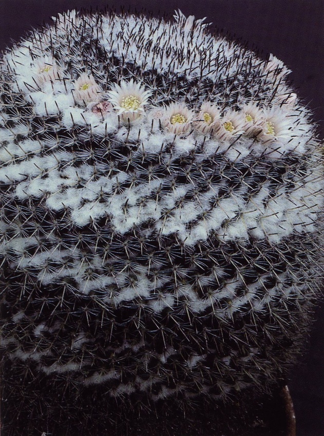 Нажмите на изображение для увеличения.

Название:	Mammillaria_chionocephala.jpg
Просмотров:	253
Размер:	307.0 Кб
ID:	470030