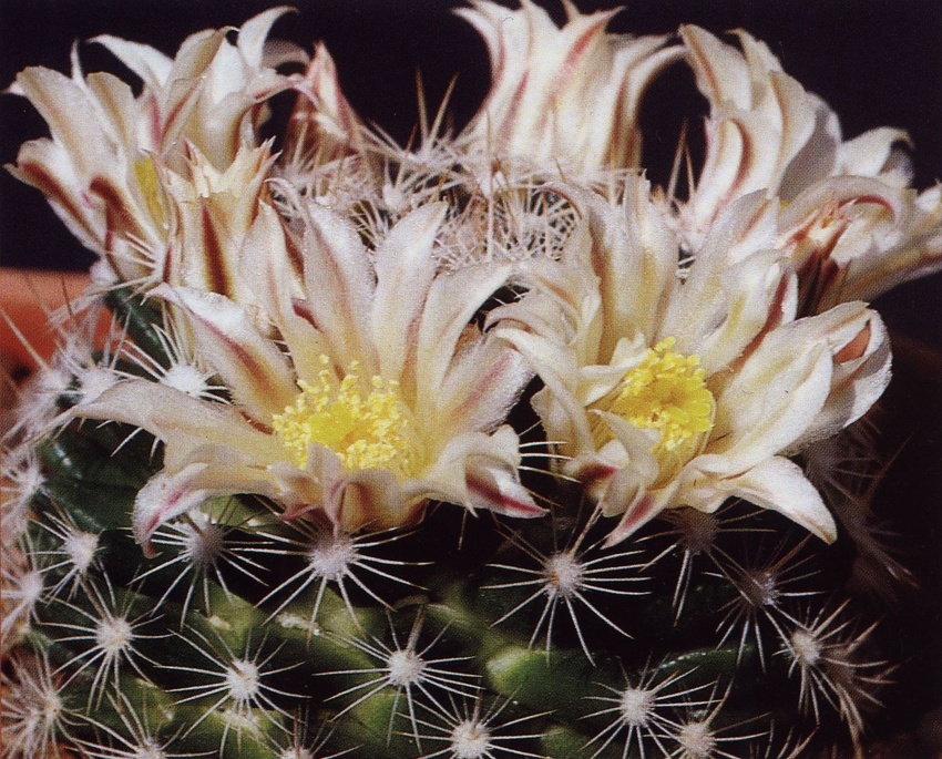 Нажмите на изображение для увеличения.

Название:	Mammillaria_coahuilensis_s_coahuilensis.jpg
Просмотров:	222
Размер:	285.0 Кб
ID:	470033