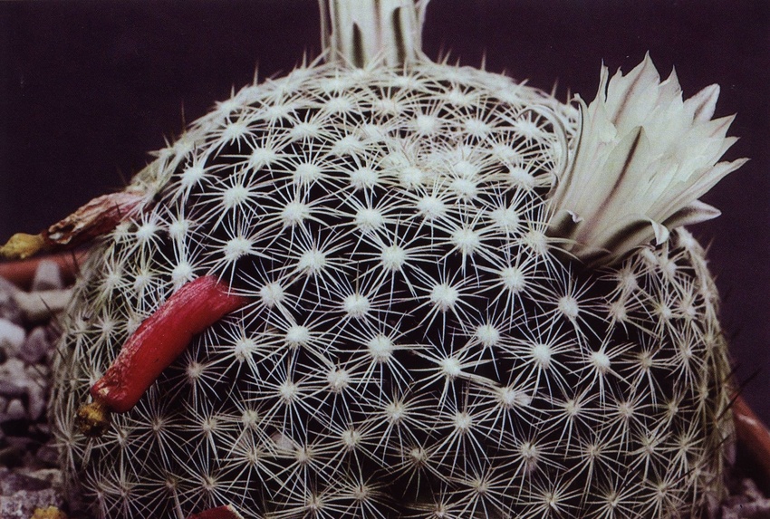 Нажмите на изображение для увеличения.

Название:	Mammillaria_coahuilensis_s_albiarmata.jpg
Просмотров:	204
Размер:	268.5 Кб
ID:	470035