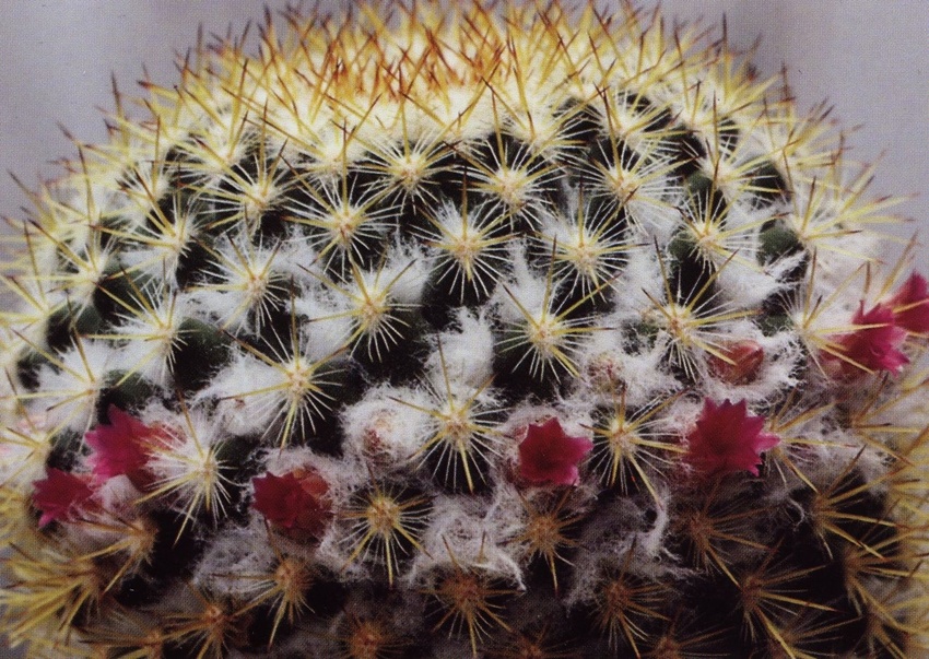 Нажмите на изображение для увеличения.

Название:	Mammillaria_columbiana_s_columbiana.jpg
Просмотров:	240
Размер:	272.4 Кб
ID:	470039