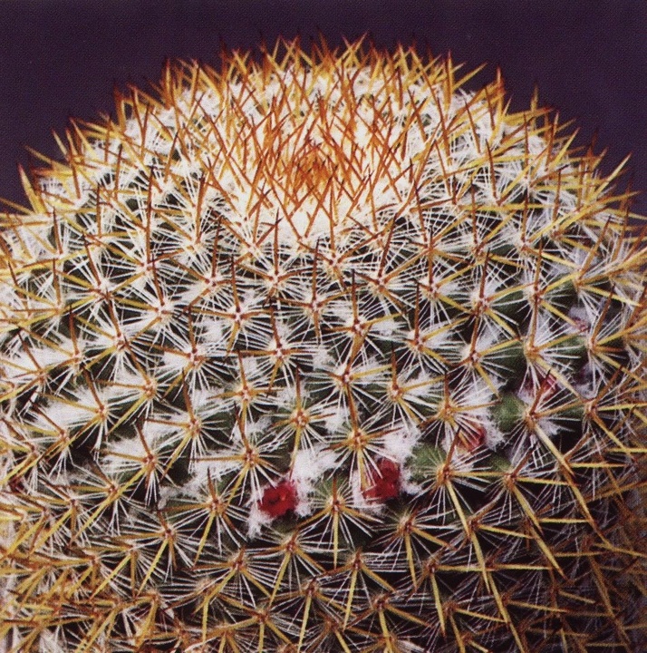 Нажмите на изображение для увеличения.

Название:	Mammillaria_columbiana_s_yucatanensis.jpg
Просмотров:	267
Размер:	329.3 Кб
ID:	470041